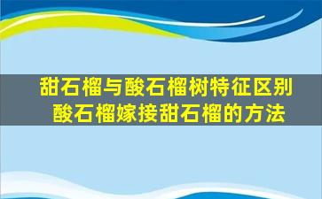 甜石榴与酸石榴树特征区别 酸石榴嫁接甜石榴的方法